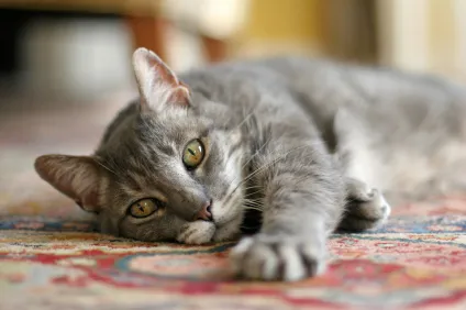 Cat tușește ca și cum înecat cu ce să facă, decât să vindece (pisica) Cat tușește ca și cum înecat cu ce să facă, decât pentru a trata