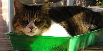 Cat după sterilizare nu merge la toaleta posibile cauze (sterilizare) Cat după sterilizare nu merge la toaleta cauze posibile