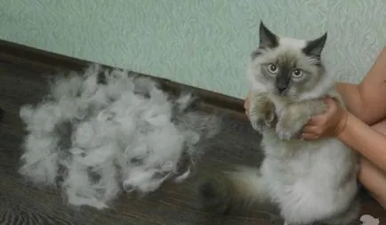 Cat dispare puternic, motivele acestui fenomen