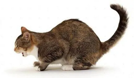 Cat tușește ca și cum înecat cu ce să facă, decât pentru a trata (tuse) Cat tușește ca și cum înecat cu ce să facă, decât pentru a trata