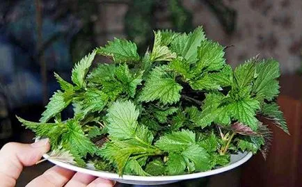 Decoct de păr urzica, infuzie de ulei alcoolat
