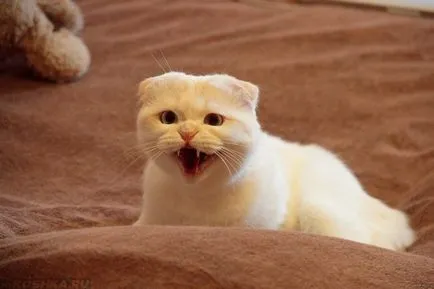 Cat țipi fără nici un motiv pe timp de noapte, care nu dau somn