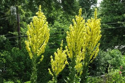 fotografii Mullen și specii, proprietăți medicinale și contraindicații (mullein) fotografii și specii Mullen, proprietăți medicinale și contraindicații