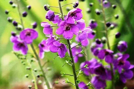 fotografii Mullen și specii, proprietăți medicinale și contraindicații (mullein) fotografii și specii Mullen, proprietăți medicinale și contraindicații