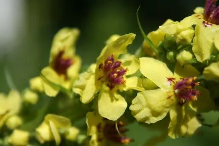fotografii Mullen și specii, proprietăți medicinale și contraindicații (mullein) fotografii și specii Mullen, proprietăți medicinale și contraindicații