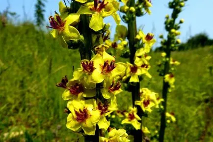fotografii Mullen și specii, proprietăți medicinale și contraindicații (mullein) fotografii și specii Mullen, proprietăți medicinale și contraindicații
