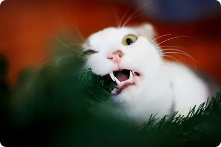 boli felin, infectioase la om