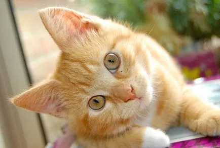 Cat tușește ca și cum înecat cu ce să facă, decât pentru a vindeca (trata) Cat tușește ca și cum înecat cu ce să facă, decât pentru a trata