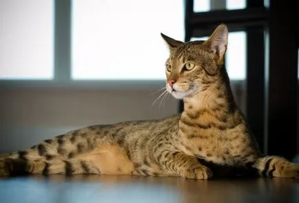 Cat Usher - secolul înșelătorie Articolul