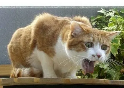 Cat tușește ca și cum înecat cu ce să facă, decât să vindece (pisica) Cat tușește ca și cum înecat cu ce să facă, decât pentru a trata