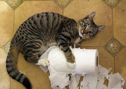 Cat după sterilizare nu merge la toaleta posibile cauze (sterilizare) Cat după sterilizare nu merge la toaleta cauze posibile