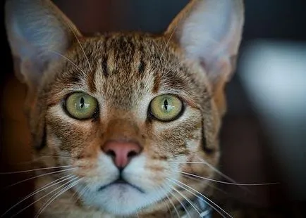 Cat Usher - secolul înșelătorie Articolul