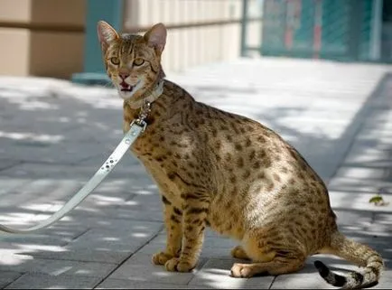 Cat Usher - secolul înșelătorie Articolul