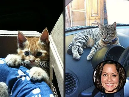 Pisici celebritati sunt distractive! (Pisici) Pisici celebritati sunt distractive!