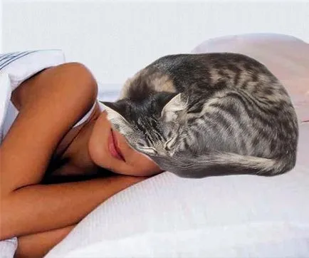 Cat de dormit pe un semn cu capul unei persoane