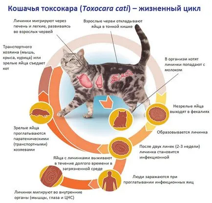 Toxocara pisica (Toxocara cati) - «pisica Ascaris“