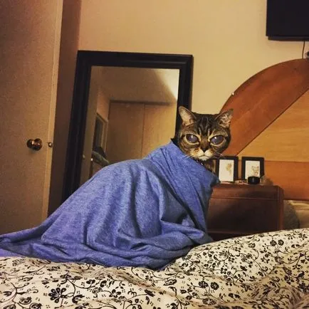 Cat străin - noua stea a Internetului