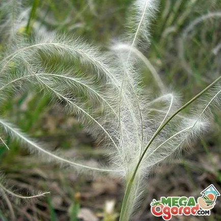 Stipa pulcherrima în creștere și utilizarea