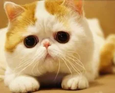 O prezentare generală a raselor comune de pisici cu animale de companie tigrate fotografie