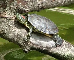 glisoarele Red-eared trăiesc mulți ani, decât să se hrănească broasca testoasa, de ce ea nu a mâncat și ce grija ei