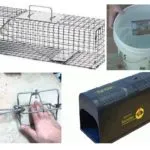 mâinile Rat-capcană - cum să facă o capcană (lui) mâinile Rat-capcană - cum să facă o capcană