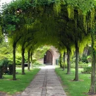 comă