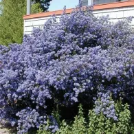 comă