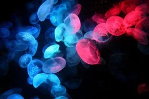 Cine e meduze articol informativ pentru copiii de meduze