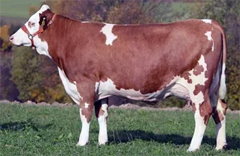 Enciclopedia pentru copii (prima ediție) (mare) - Bovine Enciclopedia pentru copii (prima ediție) - Bovine