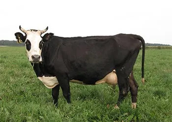 Bovine - Enciclopedia pentru copii (prima ediție) (bovine) Enciclopedia pentru copii (prima ediție) - Bovine