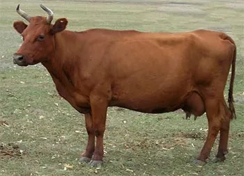 Bovine - Enciclopedia pentru copii (prima ediție) (bovine) Enciclopedia pentru copii (prima ediție) - Bovine
