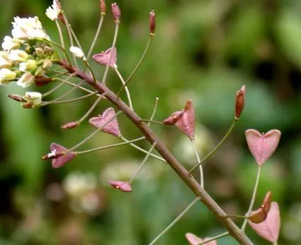 plante crucifere și caracteristicile lor (plante) plante crucifere și caracteristicile acestora