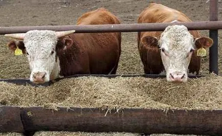 Descriere Bovine - Bovine