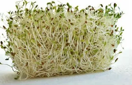 beneficii salata Nasturel si ranirea de sanatate, fotografie