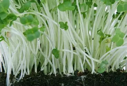 beneficii salata Nasturel si ranirea de sanatate, fotografie