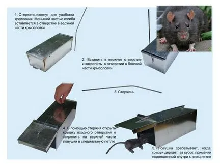 mâinile Rat-capcană - cum să facă o capcană (lui) mâinile Rat-capcană - cum să facă o capcană