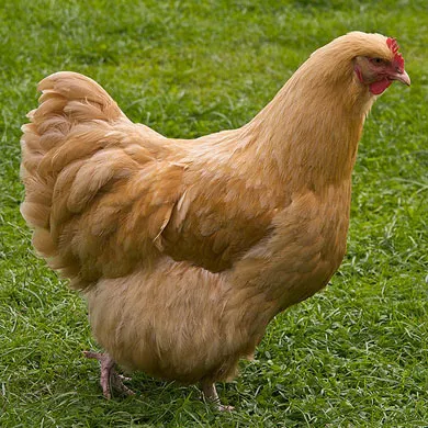Pui, rasa de carne