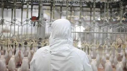 Pui Halal Care este diferența