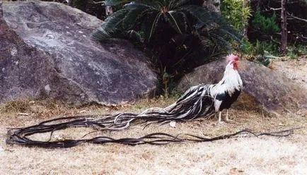 găini Phoenix