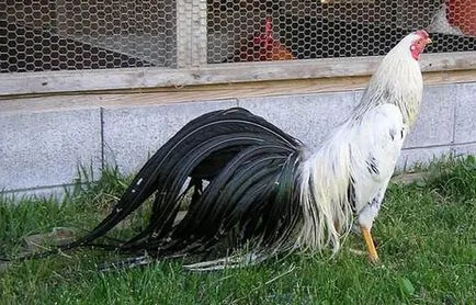 găini Phoenix