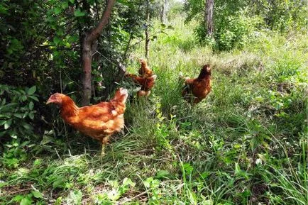 Cumpara găinilor ouătoare, la un preț scăzut de la ferma de păsări de curte (fermă de păsări) Cumpara găinilor ouătoare, la un preț scăzut de la fermă păsări de curte