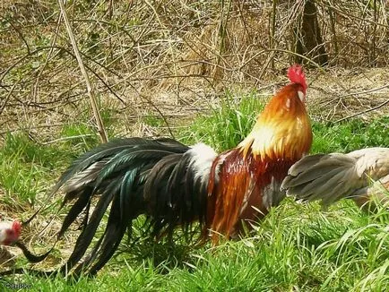 găini Phoenix