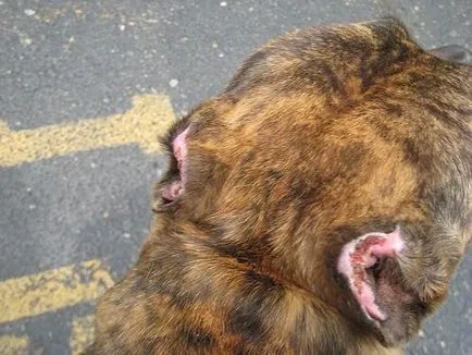 Relief de urechi la câini animale de vârstă și prețul tranzacției
