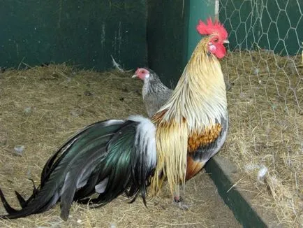 găini Phoenix