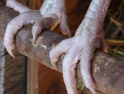 Coop de pui pentru găinile ouătoare, cu mâinile lor - cum să construiască în mod corespunzător! (straturi) Coop de pui pentru găinile ouătoare, cu mâinile lor - cum să construiască în mod corespunzător!