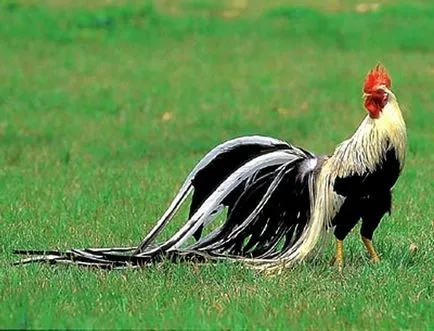 găini Phoenix