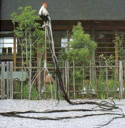 Pui rasa descriere Phoenix, o fotografie, conținutul (carcasă superioară) Pui de rock descriere Phoenix, fotografii, conținut
