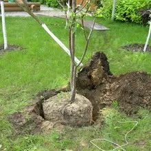 copaci Peisaj fotografie și arbuști în grădină, compozițiile arbori și arbuști (design) Amenajare a teritoriului Fotografie de arbori și arbuști în grădină, compoziția de arbori și arbuști