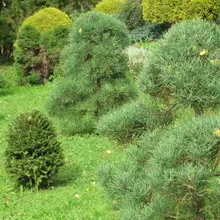 copaci Peisaj fotografie și arbuști în grădină, compozițiile de arbori și arbuști (pomi) Amenajare a teritoriului Fotografie de arbori și arbuști în grădină, compoziția de arbori și arbuști