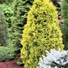 copaci Peisaj fotografie și arbuști în grădină, compozițiile arbori și arbuști (design) Amenajare a teritoriului Fotografie de arbori și arbuști în grădină, compoziția de arbori și arbuști